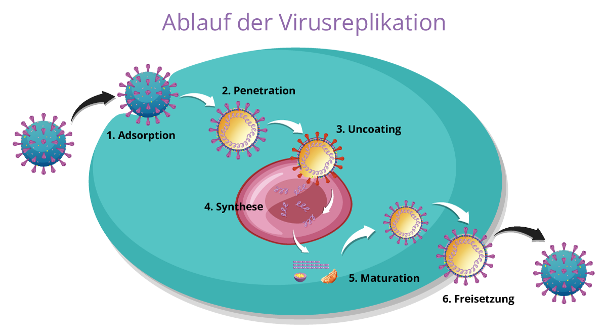 Ablauf der Virusreplikation